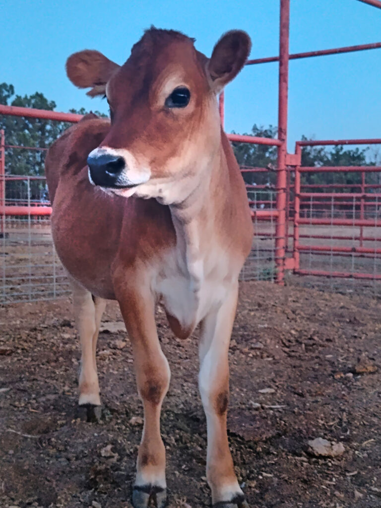 jersey calf at blue quail farmstead