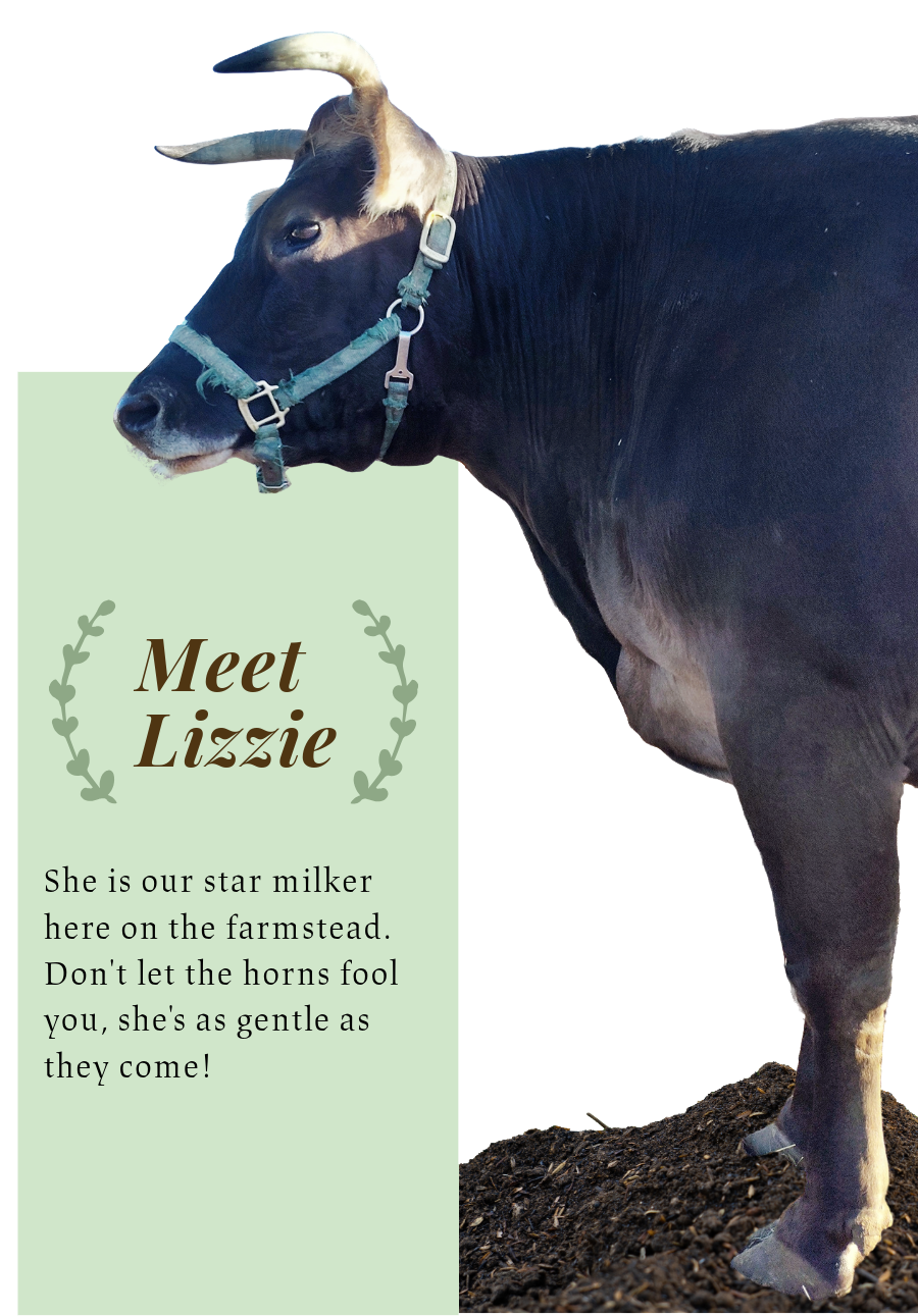 jersey milk cow lizzie